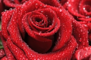 A red rose with dew drops